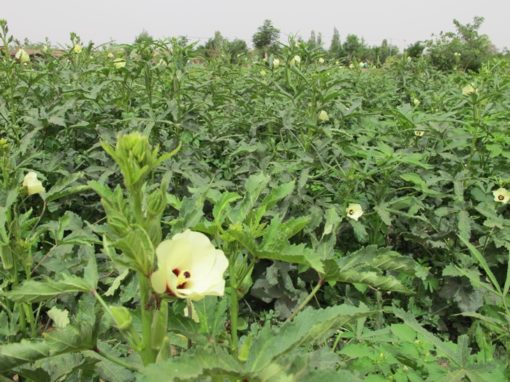 TANZANIA – Creazione di quattro sportelli legali a favore del diritto delle donne alla terra